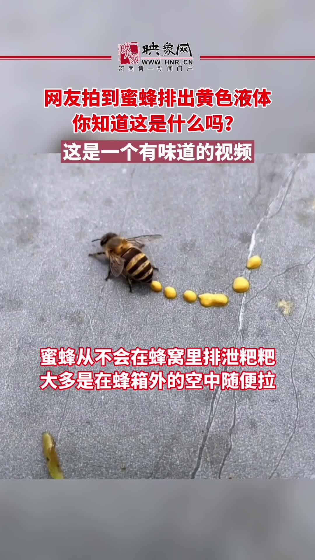 网友拍到蜜蜂排出黄色液体你知道这是什么吗